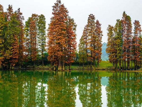 水杉的栽培技术