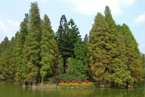 南县天顺园林绿化有限公司,南县水杉销售,池杉,落羽杉 南县天顺园林绿化有限公司,南县水杉销售,池杉,落羽杉